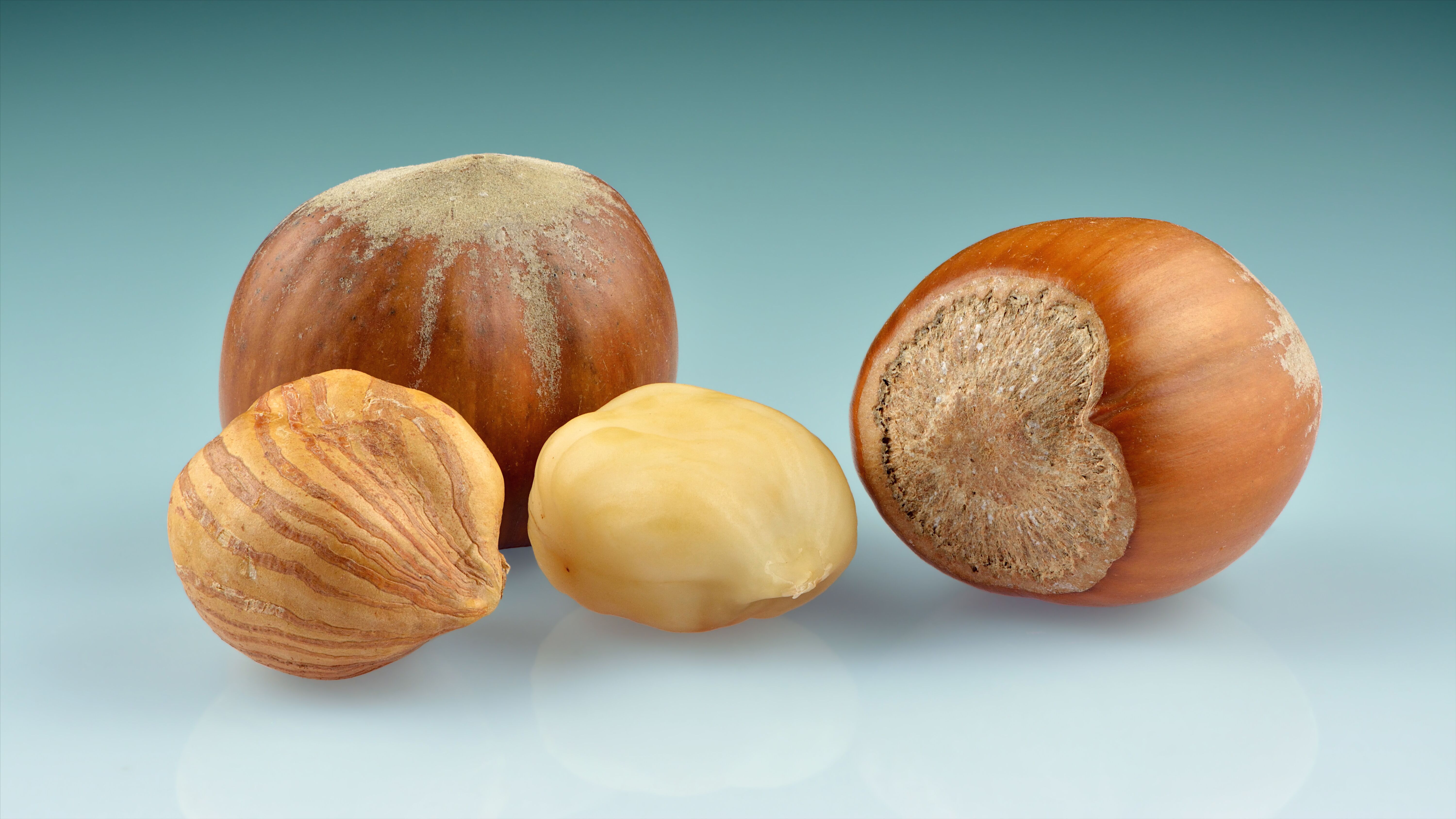 Hazelnut Benefits and Side Effects LoveLocal